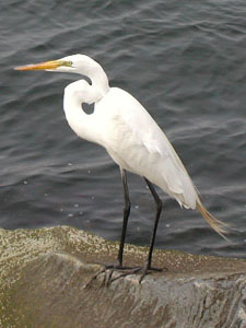 Crane at the Jersey shore