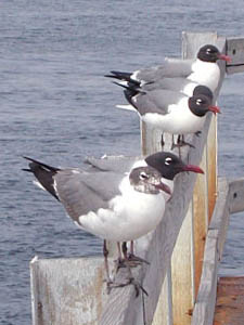 Seagull lineup